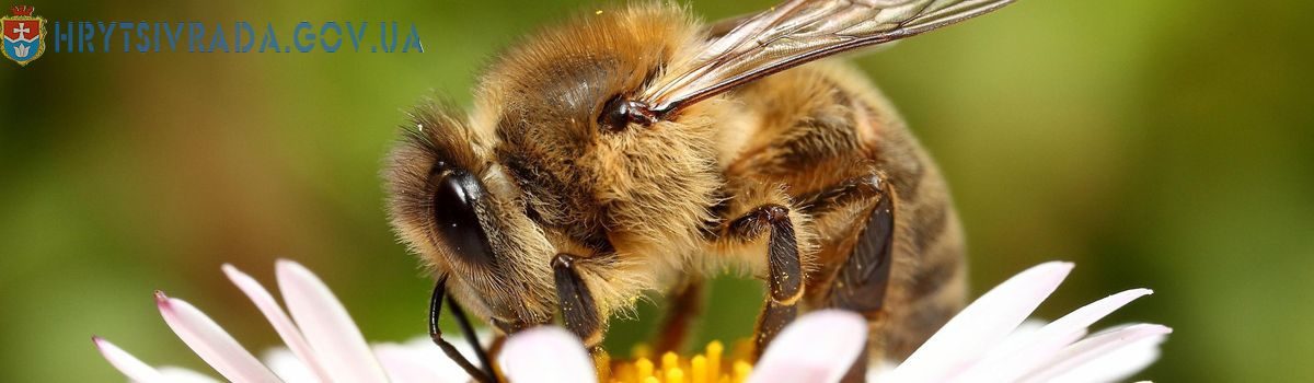 Захистимо бджоли від отруєнь!
