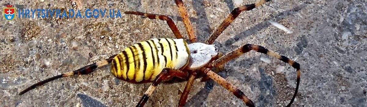 Небезпечний павук-оса оселився майже по всій території Україні