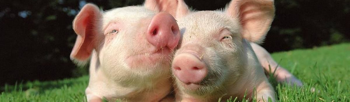 Африканська чума свиней: головне – заходи безпеки