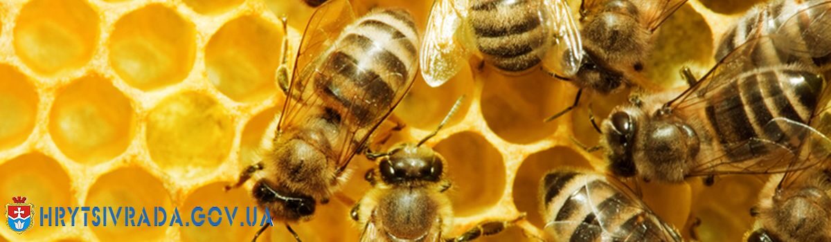 Спеціальна бюджетна дотація за наявні бджолосім’ї у 2021 році