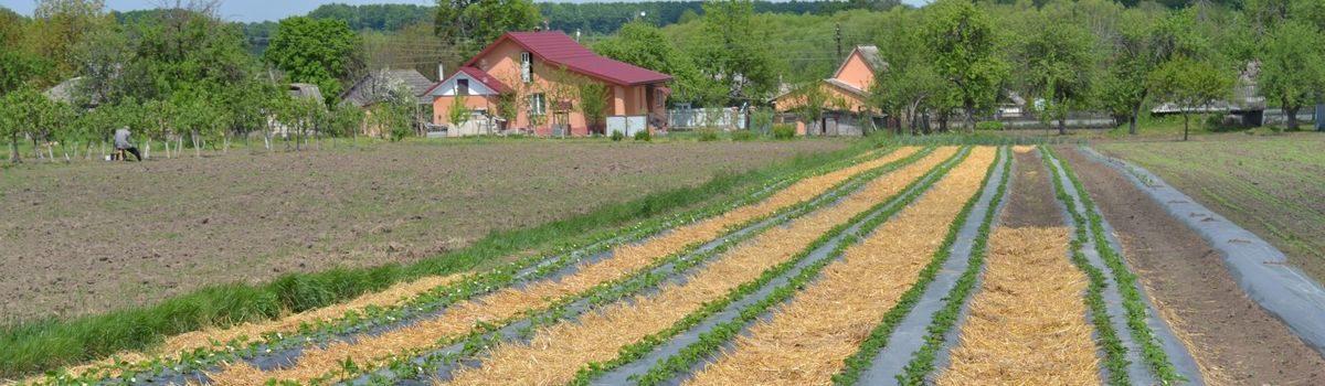 СОК “Ягідний рай” – позитивний досвід роботи в галузі ягідництва