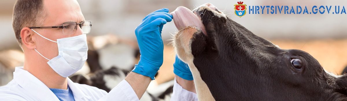 Полонська районна державна лікарня ветеринарної медицини проводить осінню диспансеризацію тварин