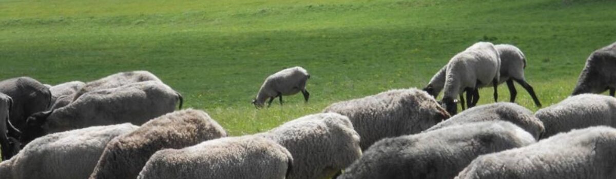 Розведення овець Романівської породи в домашніх умовах