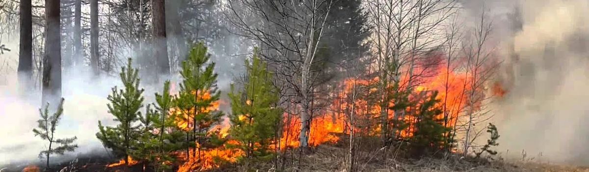 Про забезпечення пожежної безпеки в екосистемах