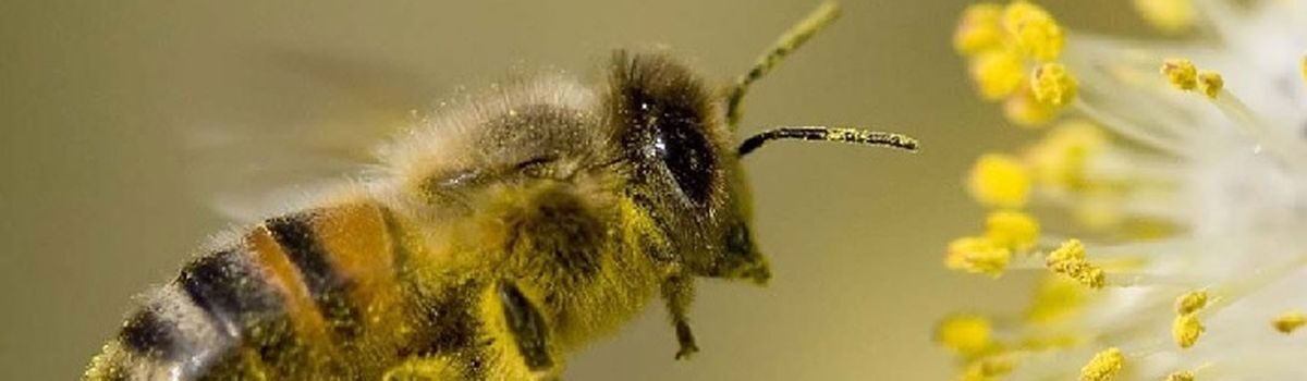 Заходи профілактики отруєння бджіл. Алгоритм дій при отруєнні бджіл засобами захисту рослин